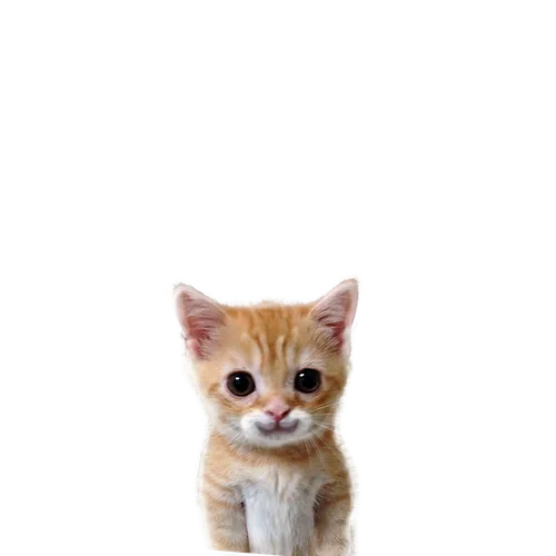 Котик ND STORE